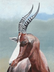 Rauhallinen blesbok-muotokuva