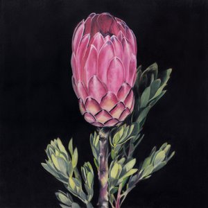 Upea vaaleanpunainen protea tekijältä Viccy Wanliss