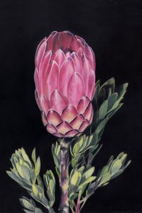 Kirkkaan vaaleanpunainen protea