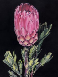 Kirkkaan vaaleanpunainen protea