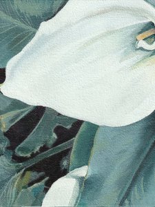 Valkoisen kalla-liljan kukka