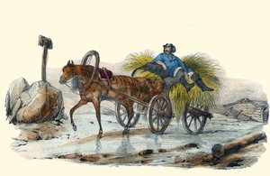 Le Paysan Russe. teoksessa “” Album Grotesque, Choices of Outstanding Types”, kuvitus: Victor Adam, Pariisi, noin 1850. tekijältä Victor Adam