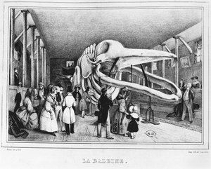 Valas luonnontieteellisessä museossa Pariisissa, noin 1840 tekijältä Victor Adam