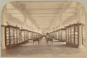 Pl. V. Upper Story: Fossiilit