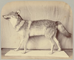 Pl. XII. Euroopan susi tekijältä Victor Prevost, Gaston L. Feuardent and Co., New York