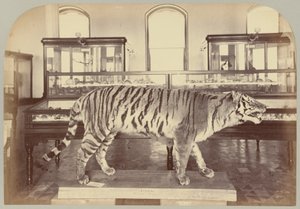 Pl. XI. Bengalin tiikeri