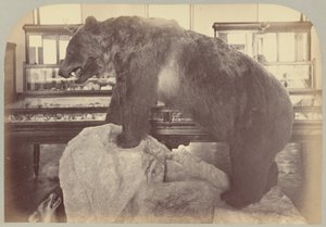 Pl. X. Grizzly Bear