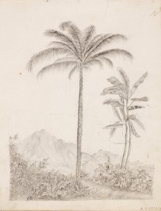 Palmut