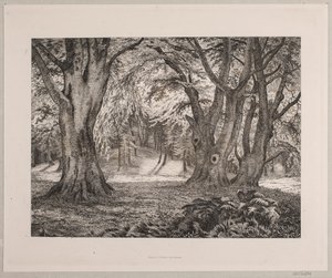 Metsän sisätilat tekijältä Vilhelm Kyhn