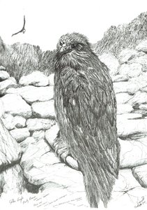 Eagles of the Highlands, 2011 tekijältä Vincent Alexander Booth