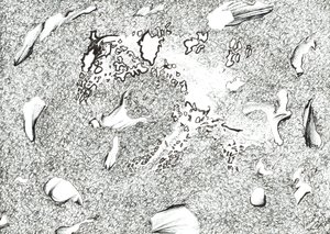 Horse Apparition, 2017, (muste paperille) tekijältä Vincent Alexander Booth