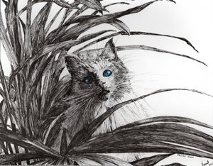 Monty plant, 2015, (muste paperille) tekijältä Vincent Alexander Booth