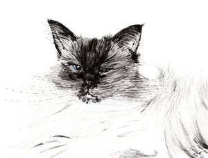 Sleepy eye, 2015, (muste paperille) tekijältä Vincent Alexander Booth
