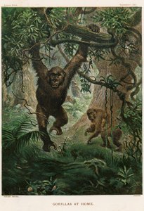Gorillat kotona