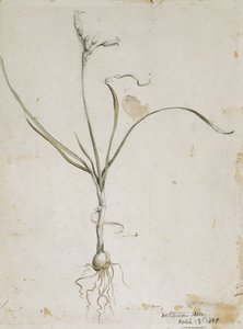 Flower and Bulb, Wichita Mts. 13. huhtikuuta 1869 1869 (akvarelli ja kynä)