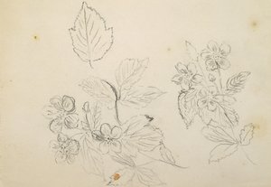 Recto: Flower Study, 1869-1871 tekijältä Vincent Colyer
