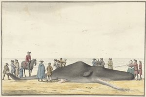 Pesty kaskelotti (cachelot) rannalla Zandvoortin ja Wijk aan Zeen välillä, 20. helmikuuta 1762 edestä katsottuna