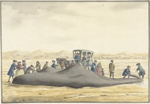 Kaskelovalas huuhtoutunut rannalle Zandvoortin ja Wijk aan Zeen välissä, 20. helmikuuta 1762, takaa katsottuna
