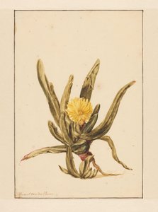 Icewort keltaisilla kukilla (otsikko esineessä)