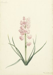 Hyacint Koralienfinnish