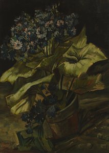 Cineraria tekijältä Vincent van Gogh