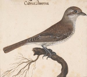 Castrica Passerina,. tekijältä Vincenzo Leonardi