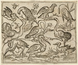 Strutsi vasemmalla yhdeksän muun linnun kanssa, mukaan lukien haikara ja pelikaani..., 1557.