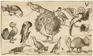 Riikinkukko keskellä yhdeksän muuta lintua, mukaan lukien kalkkuna ja perhonen..., 1572.