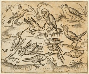 Kymmenen lintua istumassa oksilla ja ruohopaikoilla, mukaan lukien kaksi pöllöä ja lintu..., 1557.