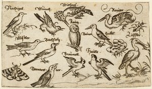Kaksitoista lintutyyppiä, mukaan lukien pöllö ja pelikaani, erikseen merkittyinä ja sijoitettuina..., 1572.