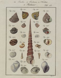 Simpukat: Neues Systematisches Conchylien-Cabinet, 1784 (käsin värjätty etsaus ja kaiverrus). tekijältä Vogel