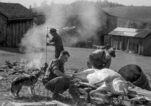 Miehet valmistelevat teurastettua sikaa paahdettavaksi maatilan pihatossa, Länsi-Virginia.