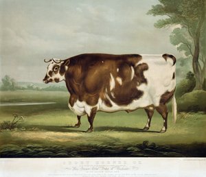 Lyhytsarviinen härkä, kaiverrus John Day, 1856 (värikaiverrus) tekijältä W.H. Davis