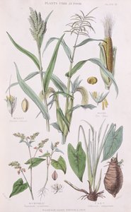Hirssi, maissi, tattari ja taro, kuvitus William Rhindin A History of the Vegetable Kingdom -teoksesta 1797-1874, värikaiverrus vuodelta 1872. tekijältä W.H. Fitch