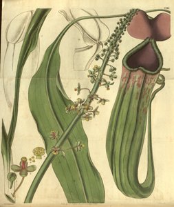 Nepenthes khasiana Curtisin kasvitieteellisestä lehdestä tekijältä W.J.Hooker