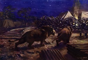 Lionit vaeltelevat työläisleirin ulkopuolella yöllä Ugandan rautatien rakentamisen aikana (värilitho) tekijältä W.R.S. (after) Stott