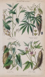 Arrowjuuri; maniokki tai maniokki; Yam; Bataatti (värillinen kaiverrus)