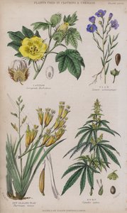 Puuvilla; Pellava; Uusi-Seelanti pellava; Hamppu (värillinen kaiverrus)