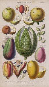 guava; Jujube; Mangosteen; Litsi; Pistacia; Avokado Päärynä; Durio; malaiji Apple; Akee hedelmät ja pähkinät; Mango (värillinen kaiverrus)