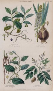Ipecacuanha; Squill; Sarsaparilla; Copaiba (värillinen kaiverrus)