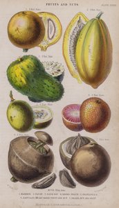 Mammee; Papa; Sour Sop; neekeri persikka; Granadilla; Zabucajo (kansi nostettuna) Hedelmät ja pähkinät; Brasilia pähkinä ja hedelmä (värillinen kaiverrus)