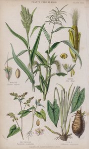 Hirssi; Maissi; Tattari; Taro (värillinen kaiverrus)