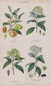 Muskottipähkinä; Kaneli; Kynsi; Maustepippuri tai Pimento (värillinen kaiverrus)