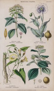 Perun kuori; oopiumiunikon; Scammony; Nux Vomica (värillinen kaiverrus)