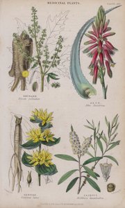 Raparperi; Aloe; Gentian; Cajeput (värillinen kaiverrus) tekijältä W. Fitch