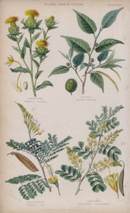 Saflori; Fustinen; Brasilwood; Hirsipuu (värikaiverrus)
