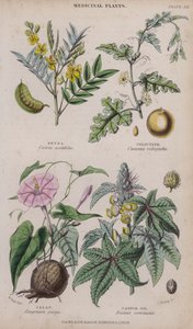 Senna; kolosyntti; Jalap; Risiiniöljy (värillinen kaiverrus)