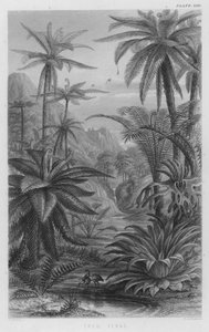 Tree Ferns (värillinen kaiverrus)