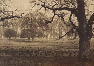 Windsor Park, Deer Feeding, 1850-luku. tekijältä W. H. Nicholl