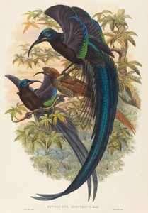 Epimachus speciosus (Sirppinokkainen paratiisin lintu) tekijältä W. Hart